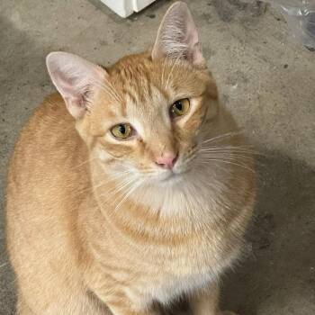 Tangerine ARC2023-043 -  Domestic Short Hair Cat for Adoption in Akron, New York - Tangerine ARC2023-043 | PetCurious