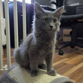 LOUIE -  Domestic Medium Hair Cat for Adoption in Loveland, Colorado - LOUIE | PetCurious