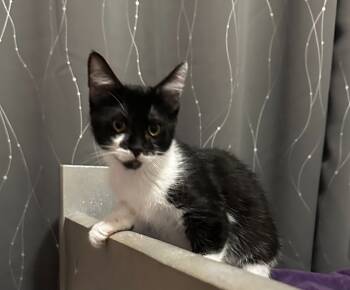 Rescue Domestic Short Hair Cats for Adoption in Millcreek, Utah - Obsidian | PetCurious