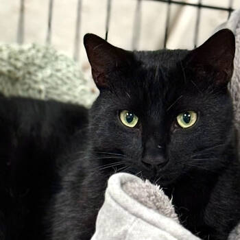Rescue Domestic Short Hair Cats for Adoption in Santa Fe, New Mexico - Noche | PetCurious