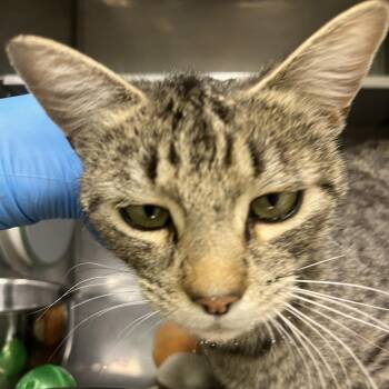 Columba -  Domestic Short Hair Cat for Adoption in Durango, Colorado - Columba | PetCurious