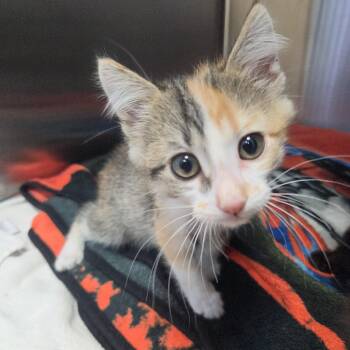 Iguanodon -  Domestic Short Hair Cat for Adoption in Brookings, South Dakota - Iguanodon | PetCurious