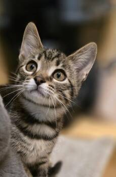 Domestic Short Hair Cats Available for Adoption in Rowlett, Texas - Reeses | PetCurious