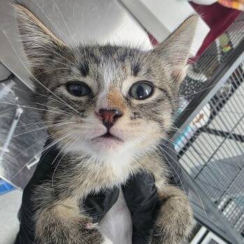 Collum -  Domestic Short Hair Cat for Adoption in Duncan, Oklahoma - Collum | PetCurious