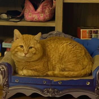 Domestic Short Hair Cats Available for Adoption - Channing Tatum | PetCurious