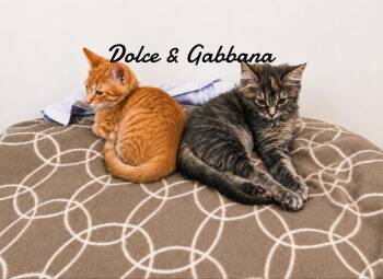 Dolce & Gabanna bonded pair -  Domestic Short Hair Cat for Adoption in Naugatuck, Connecticut - Dolce & Gabanna Bonded Pair | PetCurious