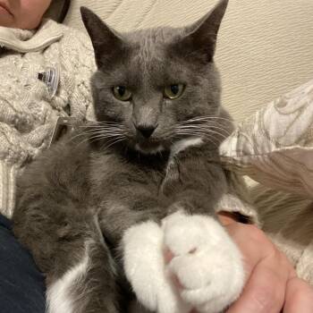Silvester F-21675 -  Domestic Short Hair Cat for Adoption in Oklahoma City, Oklahoma - Silvester F-21675 | PetCurious