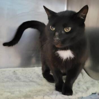 Johnny Cash -  Domestic Short Hair Cat for Adoption in Columbia, Missouri - Johnny Cash | PetCurious