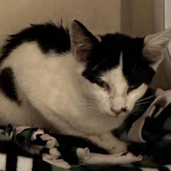 WAGS-Stray-22530 -  Domestic Short Hair Cat for Adoption in Westminster, California - WAGS-Stray-22530 | PetCurious