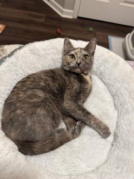 Dilute Tortoiseshell and Domestic Short Hair Cats Available for Adoption - Teagan | PetCurious