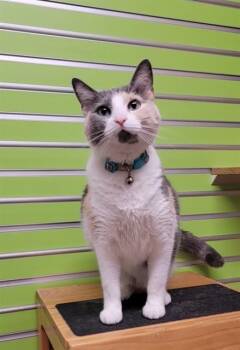 MAYLIE -  Domestic Short Hair Cat Available for Adoption in St. Peters, Missouri - MAYLIE | PetCurious
