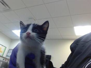 BRAVEHEART -  Domestic Short Hair Cat for Adoption in Doral, Florida - BRAVEHEART | PetCurious