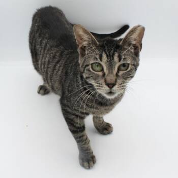Domestic Short Hair Cats Available for Adoption in New Braunfels, Texas - Diva Dark | PetCurious