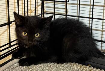 Rescue Domestic Short Hair Cats for Adoption in Pomona, New York - Bronx | PetCurious