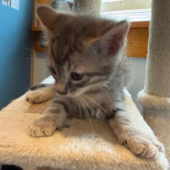 H Kittens Almost Ready -  Domestic Short Hair Cat for Adoption in Clifton, New Jersey - H Kittens Almost Ready | PetCurious