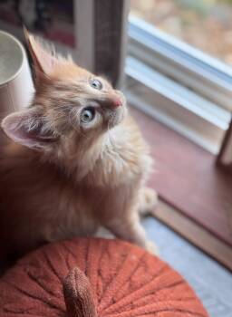 Calor -  Domestic Medium Hair Cat for Adoption in Hackensack, Minnesota - Calor | PetCurious