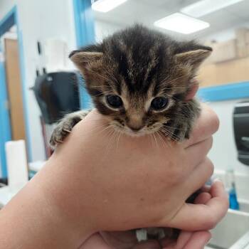 Rescue Domestic Short Hair Cats for Adoption in Hartsville, South Carolina - Blu | PetCurious