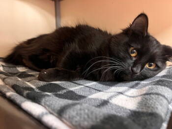 Rescue Domestic Medium Hair Cats for Adoption in Webster, Wisconsin - Bobo | PetCurious