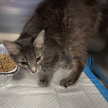 Domestic Medium Hair and Domestic Short Hair Cats Available for Adoption in Greensboro, North Carolina - SunKissed | PetCurious