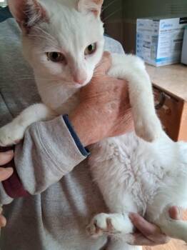 Domestic Short Hair Cats Available for Adoption in Fairfax, Virginia - Cotton | PetCurious