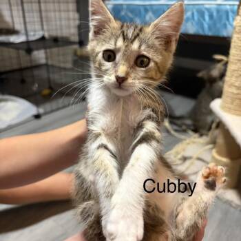 Cubby -  American Shorthair Cat for Adoption in Sandy Springs, Georgia - Cubby | PetCurious