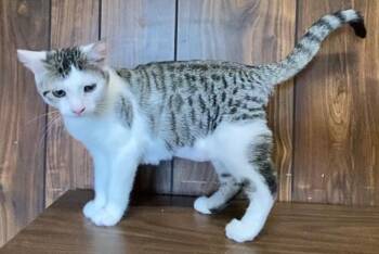 STARFIRE -  Domestic Short Hair Cat for Adoption in Hagerstown, Maryland - STARFIRE | PetCurious