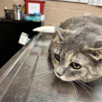 Precious -  Domestic Short Hair Cat for Adoption in Newport, North Carolina - Precious | PetCurious