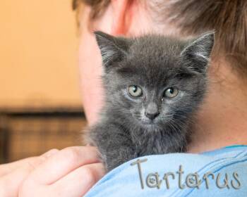 Tartarus -  Domestic Short Hair Cat for Adoption in Somerset, Pennsylvania - Tartarus | PetCurious