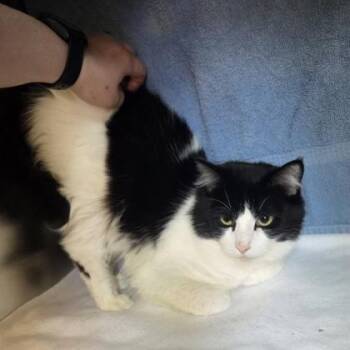 RuPawl -  Domestic Short Hair Cat for Adoption in Westland, Michigan - RuPawl | PetCurious