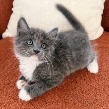 Bertie -  Domestic Medium Hair Cat for Adoption in Los Angeles, California - Bertie | PetCurious