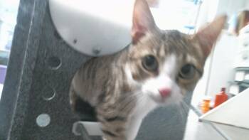 BONNIE -  Domestic Short Hair Cat for Adoption in Houston, Texas - BONNIE | PetCurious