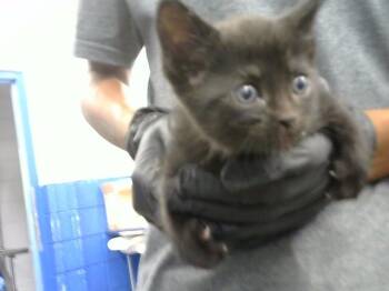 LAYS CHIPS -  Domestic Short Hair Cat for Adoption in Albuquerque, New Mexico - LAYS CHIPS | PetCurious