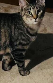 Rescue Domestic Short Hair Cats for Adoption in Chicago, Illinois - Nina | PetCurious