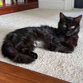Domestic Long Hair Cats Available for Adoption in Fairfax Station, Virginia - Cali | PetCurious