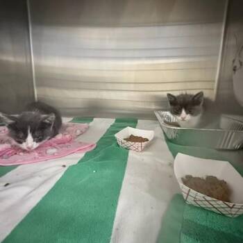 TATER -  Domestic Short Hair Cat for Adoption in Tustin, California - TATER | PetCurious