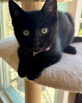 Max 3 -  Domestic Short Hair Cat Available for Adoption in Arthur, Ontario - Max 3 | PetCurious