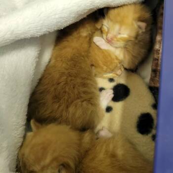 Henry -  Domestic Short Hair Cat for Adoption in Columbia, Missouri - Henry | PetCurious