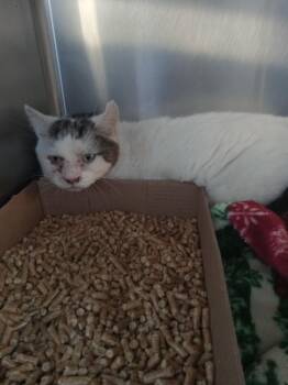 Corona- FIV+ -  Domestic Short Hair Cat for Adoption in Pierceton, Indiana - Corona- FIV+ | PetCurious