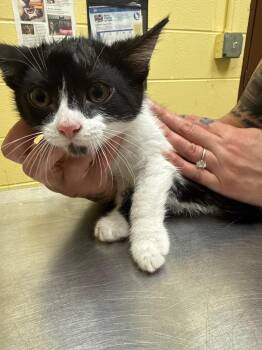 BAMBINO -  Domestic Short Hair Cat for Adoption in Crossville, Tennessee - BAMBINO | PetCurious