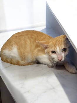 Rescue Domestic Short Hair Cats for Adoption in Champaign, Illinois - Macaroni | PetCurious