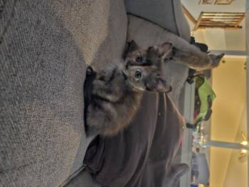 Kiki -  Domestic Short Hair Cat for Adoption in Fruit Heights, Utah - Kiki | PetCurious