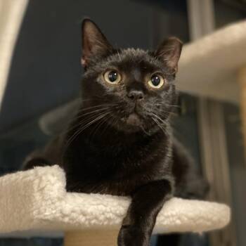 Rescue Domestic Short Hair Cats for Adoption in Los Angeles, California - Akaza | PetCurious