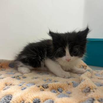 Skeeter -  Domestic Long Hair Cat for Adoption in Murray, Utah - Skeeter | PetCurious