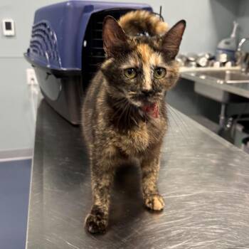 Cleocatra -  Domestic Short Hair Cat for Adoption in Greensboro, North Carolina - Cleocatra | PetCurious