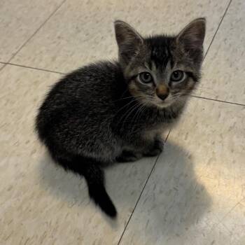 Annabelle -  Domestic Short Hair Cat for Adoption in Milford, Iowa - Annabelle | PetCurious