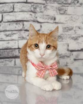 Lisa -  Domestic Short Hair and Tabby Cat for Adoption in Tuscaloosa, Alabama - Lisa | PetCurious