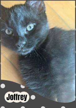 Joffrey -  Domestic Short Hair Cat for Adoption in Beloeil, Quebec - Joffrey | PetCurious