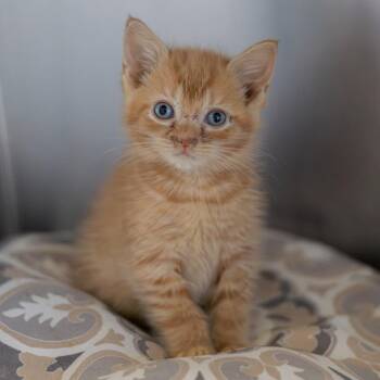 Millhouse bonded to Bart -  Domestic Short Hair Cat for Adoption - Millhouse Bonded To Bart | PetCurious