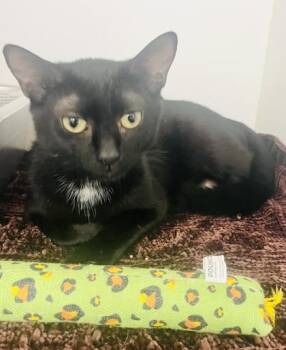 Eclipse -  Domestic Short Hair Cat for Adoption in Savannah, Georgia - Eclipse | PetCurious