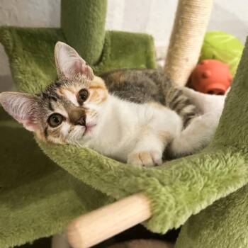 Gwendolyn -  Domestic Short Hair Cat for Adoption in San Antonio, Texas - Gwendolyn | PetCurious